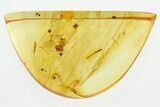 Detailed Fossil Pseudoscorpion (Pseudoscorpiones) In Baltic Amber #300744-1